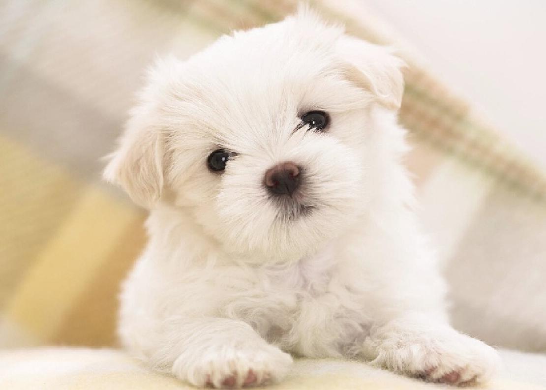 Ridiculously cute little white puppy with its head cocked looking into the camera.