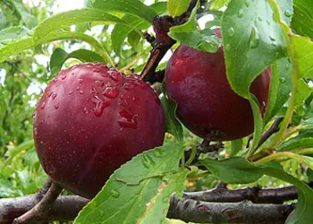 Study: Which Fruits & Veggies You Eat Matters Most